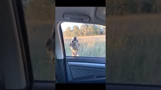 Wait for end 😅 😂 🤣trending funny comedy shortsvideo shorts short shortvideo video reels [upl. by Enid929]