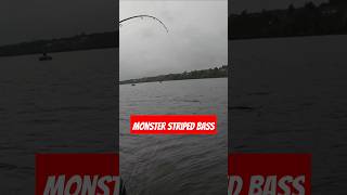 Striped bass fishing 2024 stripedbass stripedbassfishing fishingvideo fishing miramichi bass [upl. by Krongold]