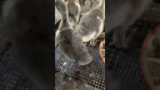 Little lion headed goose and feeding Part566 Goose Nature duck chicken [upl. by Sliwa]