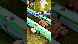 🐇🆚🐢 Conejo vs tortuga  Esemajeengasado LaCerpetadelosvrgzos youtube shorts [upl. by Aura]