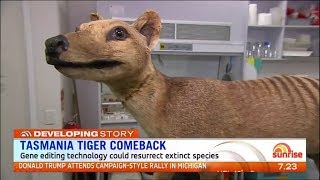 Tasmanian tiger cloning  News report [upl. by Ecirad985]