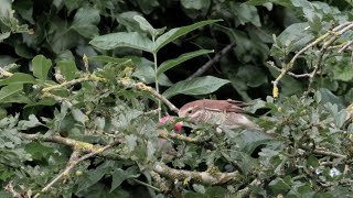 Mme Piegrièche écorcheur et sa proie un petit rongeur [upl. by Enelrad329]