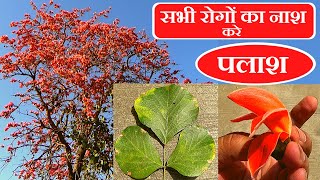 सभी रोगों का नाश करे पलाश│ Benefits of Butea Monosperma on Health Channel By Vishal Sathye [upl. by Nishi974]