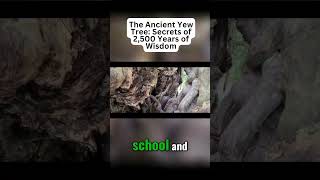 The Ancient Yew Tree Secrets of 2500 Years of Wisdom [upl. by Babcock]