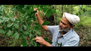 Plant 161  ಕಾಸರ್ಕನ ಮರ  kasarka Tree  Strychnos nuxvomica  Herbal amp The plant [upl. by Laughton]