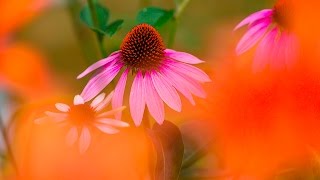 CREATIVE FLOWER PHOTOGRAPHY TIPS  Using Shallow Depth Of Field [upl. by Pernick126]