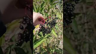 Elderberries foraging fruit forager foodforfree elderberry [upl. by Akcire]