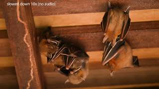 Bats attack female bat with pup [upl. by Bo34]