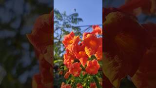 Tecoma flower 🌼ytshorts flower gardening grihshobha [upl. by Eirrahs]