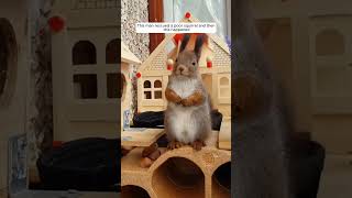 This man rescued a poor squirrel and then this happened animalshorts shortvideo squirrel [upl. by Koren]