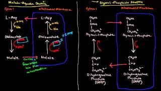 Shuttle Mechanisms MalateAspartate and GlycerolPhosphate [upl. by Yseulta]