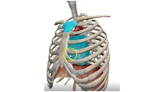 The Mediastinum 3D  Dr Ahmed Farid [upl. by Shea284]