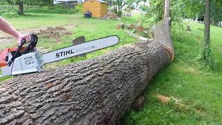 Bucking a large oak tree with a stihl ms 880 32quot bar [upl. by Armillda]