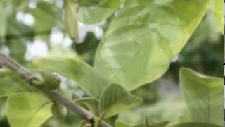 Cherimoya Hand Pollination part 1mpg [upl. by Jarrow]