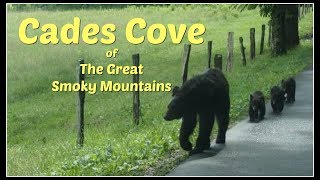 Cades Cove of The Great Smoky Mountains [upl. by Katrina]