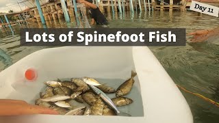 Best Catching Spinefoot Fish  Saltwater Fishing for Beginners  Day11 [upl. by Zephaniah265]