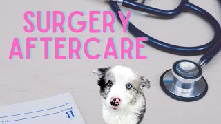 How To Care For Your Dog After NEUTERINGSPAYING [upl. by Mignon717]