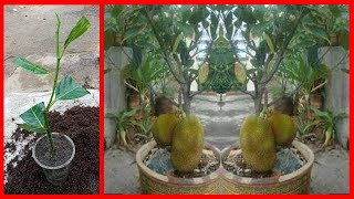 Jackfruit tree cuttings technique to 100 work [upl. by Enyawal]