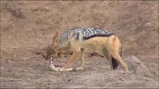 Petes Pond  Jackal gets a bone from the Wildebeest kill 632 AM Nov 07 2016 [upl. by Remmer]