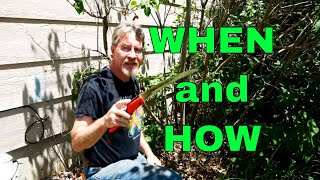 How to Prune Lilacs [upl. by Orodisi299]