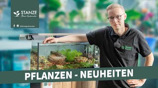 7 Wasserpflanzen Neuheiten für dein Aquarium [upl. by Trebron133]