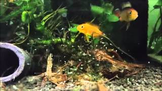 Apistogramma agassizii fire red Eltern mit Jungtieren [upl. by Annoya]