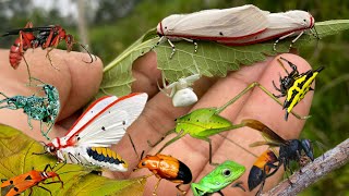 catching beautiful moths in natureinsectswaspskatydids [upl. by Wittie]