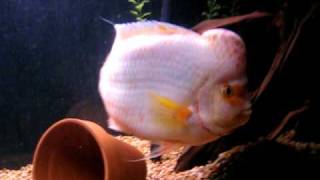 Midas Cichlid Aquarium [upl. by Munsey]