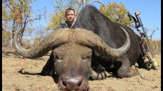 A Complete PassThrough on a Cape Buffalo  Down in 2515 Seconds  GrizzlyStik Arrow amp Broadhead [upl. by Kemme318]