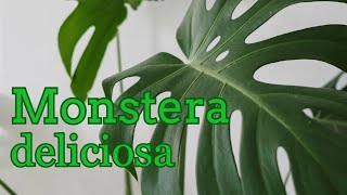 Monstera Deliciosa Plant [upl. by Enuahs718]