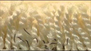 Flea Larvae in carpet [upl. by Yttiy]