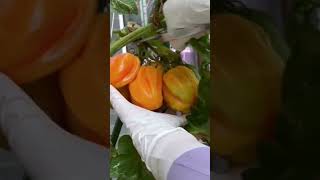 Pick ripe tomatoes planted in flower pots gardening garden vegestables farming [upl. by Atinyl601]