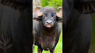 comedy  comedy wala  comedy dikhaiye  comedy bhojpuri  comedy video bufflo cow [upl. by Flavia]