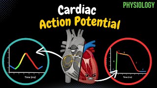 Cardiac Muscle Action Potential Automaticity ARP RRP  Heart Physiology [upl. by Andie118]