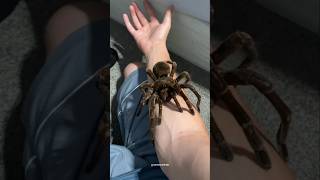 goliath birdeater  bird eating tarantula  goliath bird eating tarantula tarantula shorts [upl. by Danyelle196]