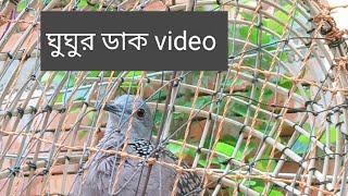 ঘুঘু পাখির ডাক।Gogo pakhir Vairal Dak dove brid video vairal [upl. by Tedric]