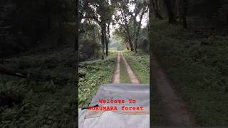 Gorumara National Park Live Streaming 2024 travel gearlessabir gorumaranationalpark forest [upl. by Dnaltroc]