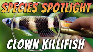 Clown Killifish Epiplatys annulatus Freshwater Aquarium Fish Species Profile amp Care Guide [upl. by Reube]