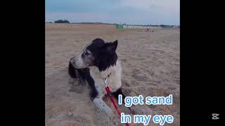 woof I got some sand in my eyes [upl. by Dibbrun748]