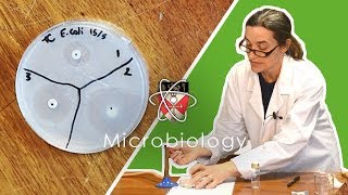 Microbiology  GCSE Science Required Practical Triple [upl. by Ettie]