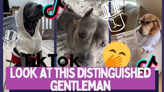 Look At This Distinguished Gentleman  Animal Tiktok Compilation [upl. by Vasilek]