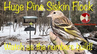 Huge Pine Siskin flock descends on the feeders at Hemlock Crossing County Park [upl. by Manon922]