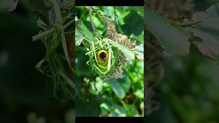 Weaver bird making nest WILDLIFE PHOTOGRAPHY [upl. by Blakely]