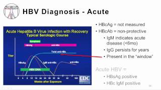 Viral Hepatitis B and D [upl. by Beker]