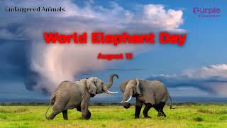 World Elephant DayAugust 12 01 African Elephant [upl. by Eniak]