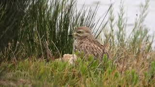 Stone Curlew [upl. by Lefkowitz75]