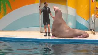 Istanbul Dolphinarium show [upl. by Ecinaj]