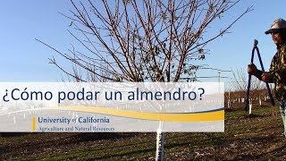 ¿Cómo podar un almendro [upl. by Nealon]