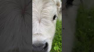 Highpark  Dove coming in close highlandcow highpark calf upclose cow homestead prettygirl [upl. by Nnaxor]