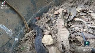 rednaped snake was stuck in the flowerpot [upl. by Sileray696]